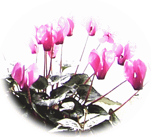 ガーデン・シクラメン　花　濃いピンク